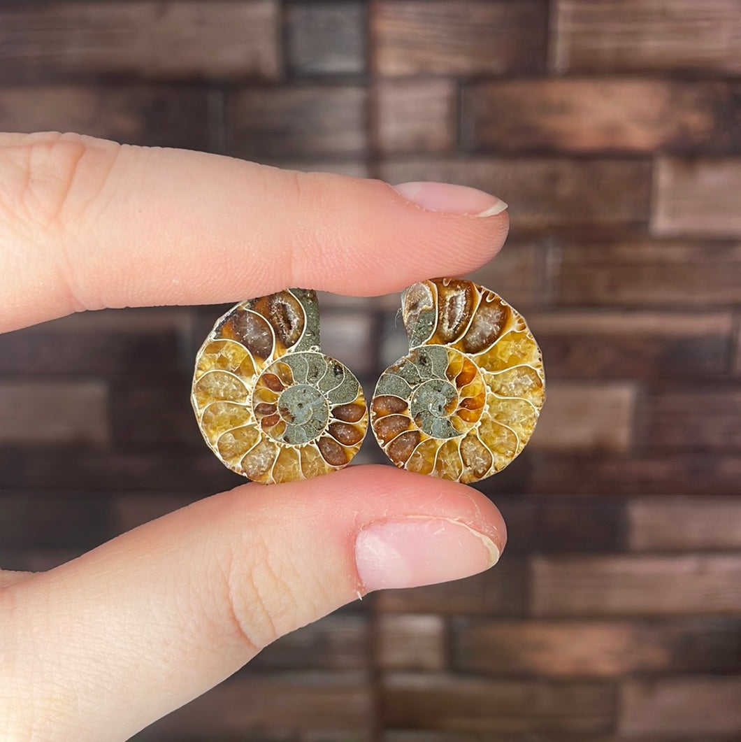 Ammonite Pair Small