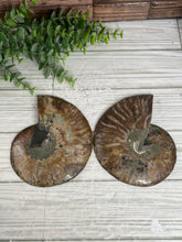 Load image into Gallery viewer, Ammonite Fossil Pair Large