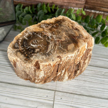 Load image into Gallery viewer, Petrified Wood