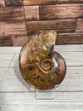 Load image into Gallery viewer, Ammonite Fossil