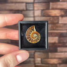 Load image into Gallery viewer, Ammonite Half Small