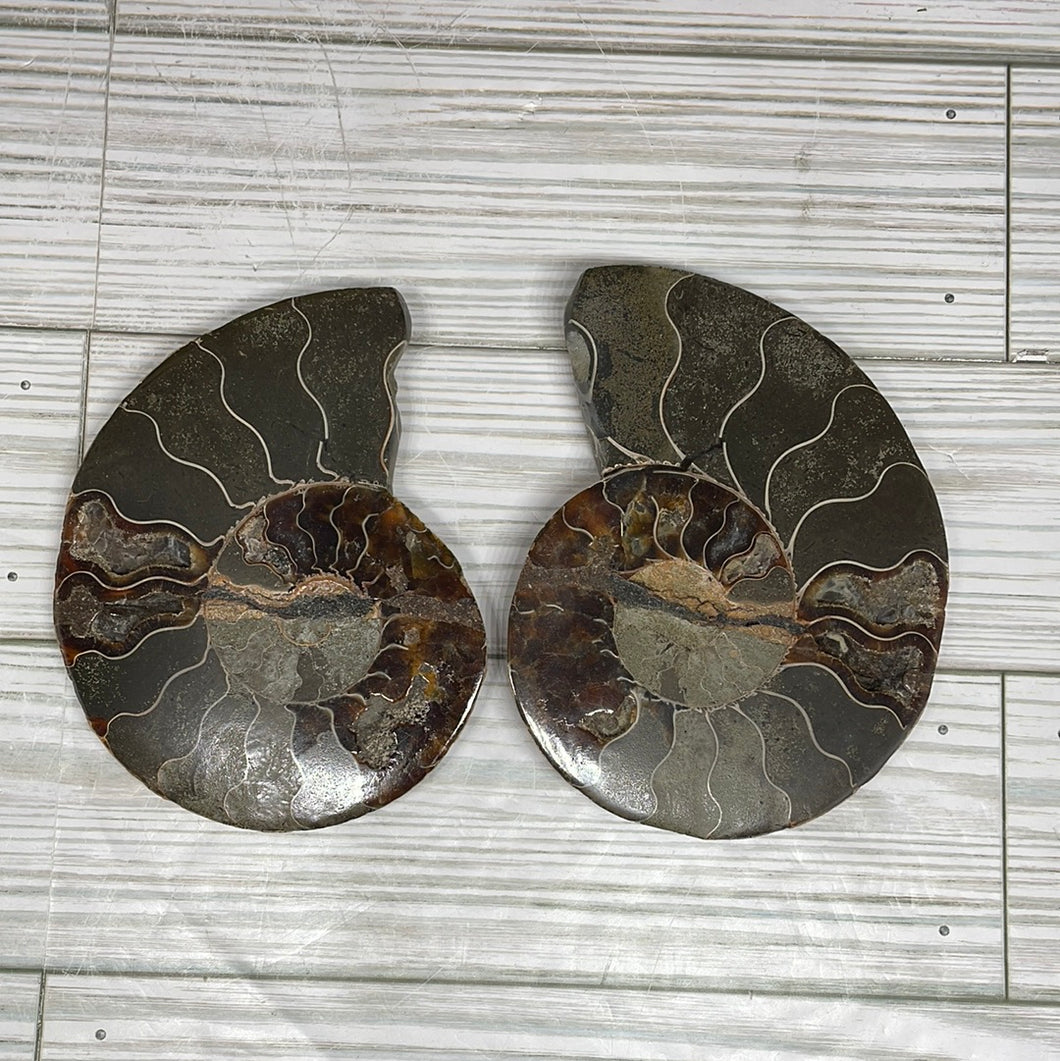 Ammonite Fossil Pair