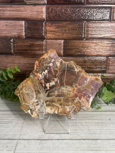 Petrified Wood Slab