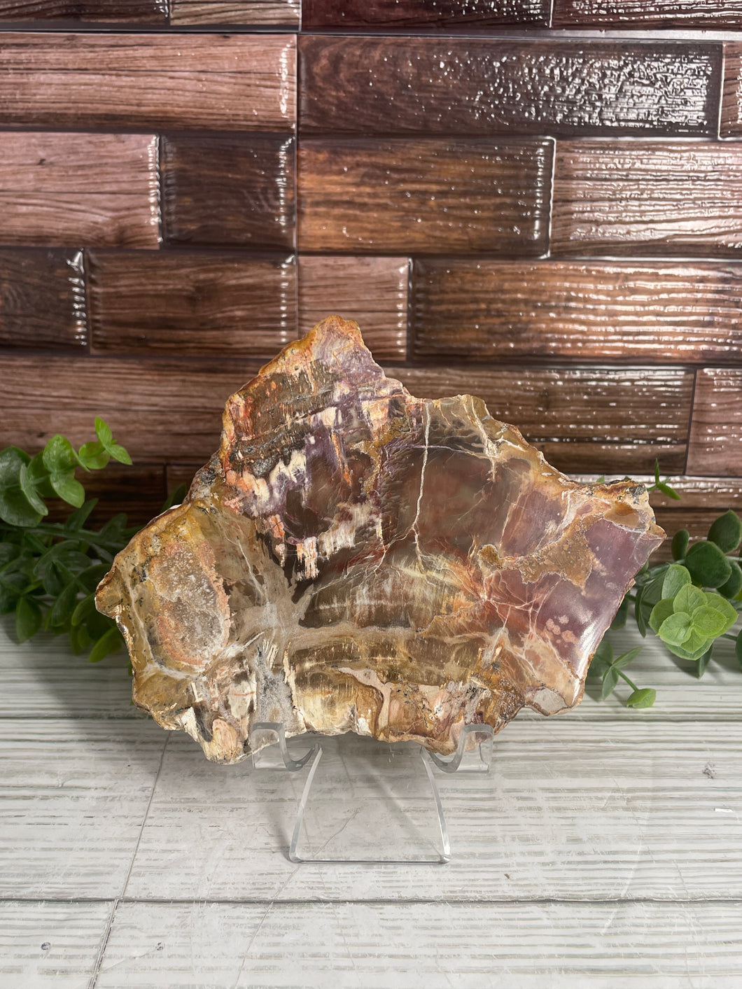 Petrified Wood Slab