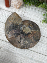 Load image into Gallery viewer, Ammonite Pair