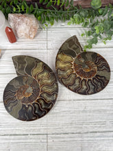 Load image into Gallery viewer, Ammonite Pair