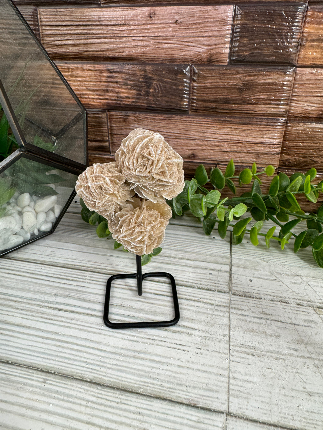 Desert Rose on Metal Stand