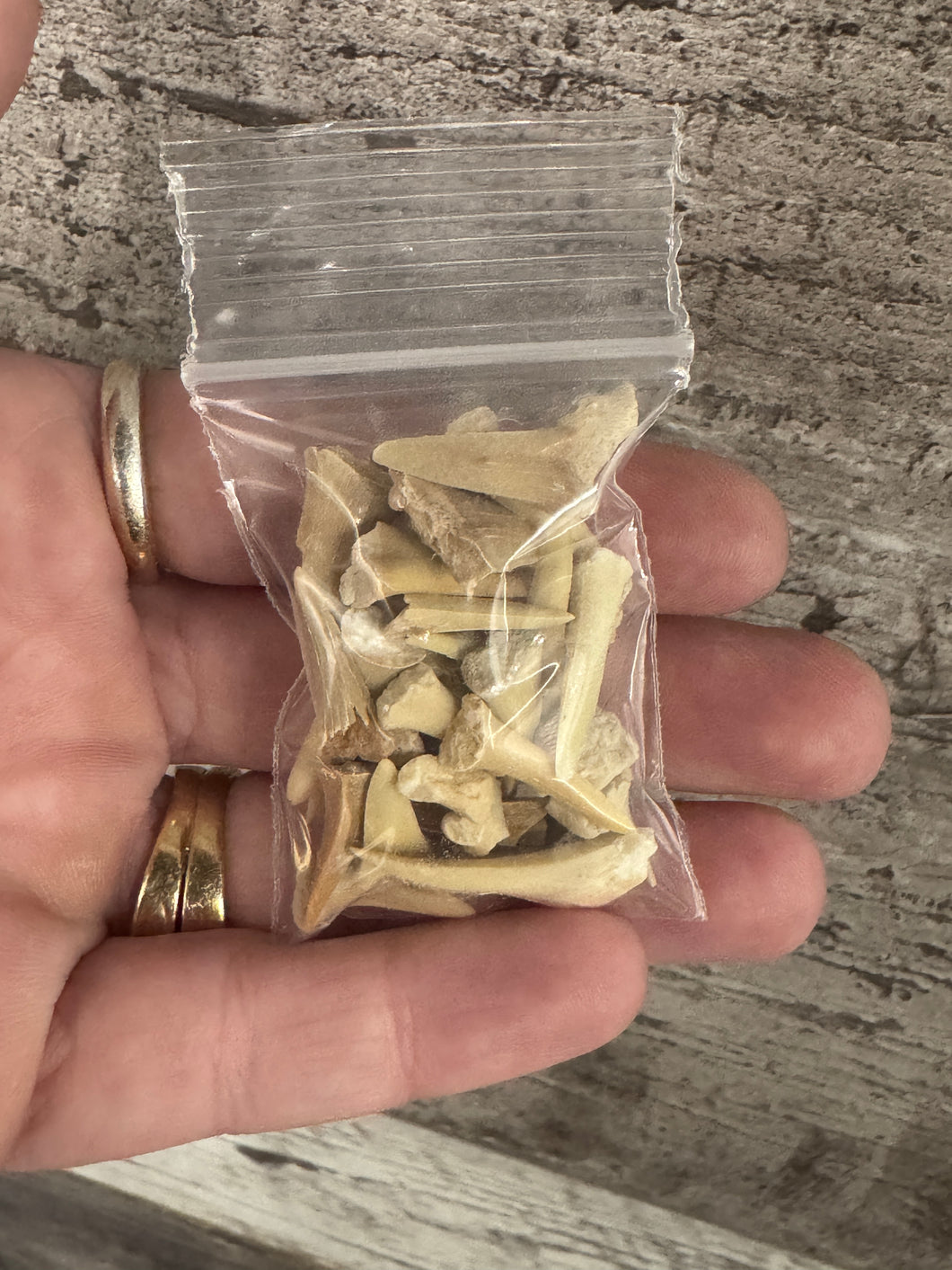 Bag of Fossil Teeth Pieces