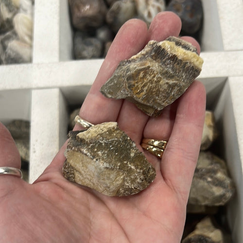 Rough Septarian