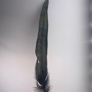 Black Feather