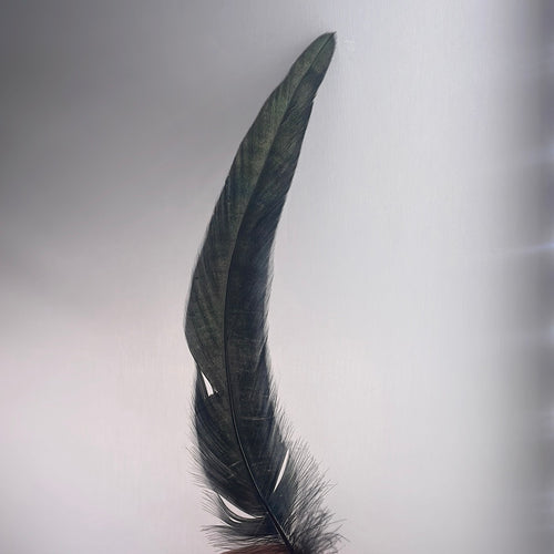 Black Feather
