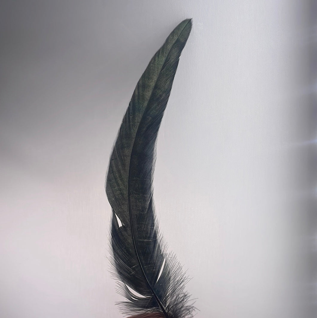 Black Feather