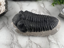 Load image into Gallery viewer, Trilobite Fossil