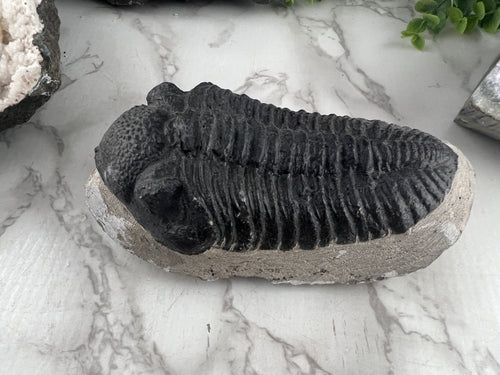 Trilobite Fossil