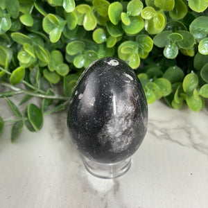 Orthoceras Egg