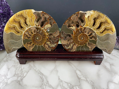 Fossil Ammonite Pair with Stand- AS IS CONDITION