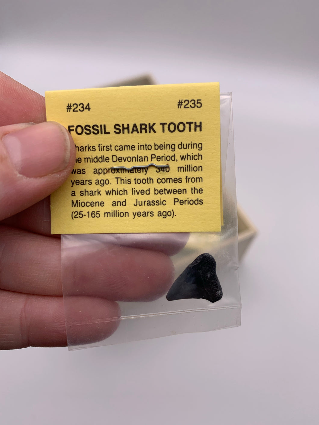 Mini Shark Tooth