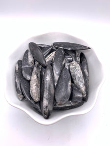 Orthoceras Fossil (1)