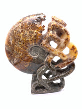 Load image into Gallery viewer, Fossil Ammonite