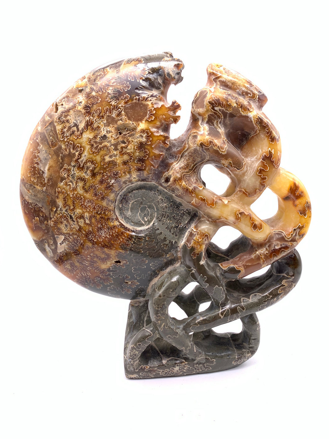 Fossil Ammonite