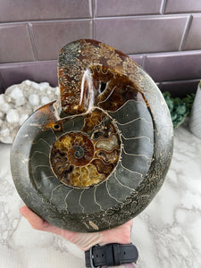 Fossil Ammonite