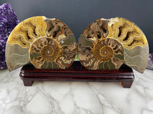 Load image into Gallery viewer, Fossil Ammonite Pair with Stand- AS IS CONDITION