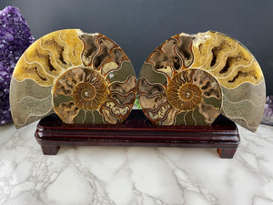 Fossil Ammonite Pair with Stand- AS IS CONDITION