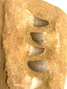 Shark Teeth in the Matrix