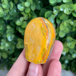 Bumblebee Jasper Freeform