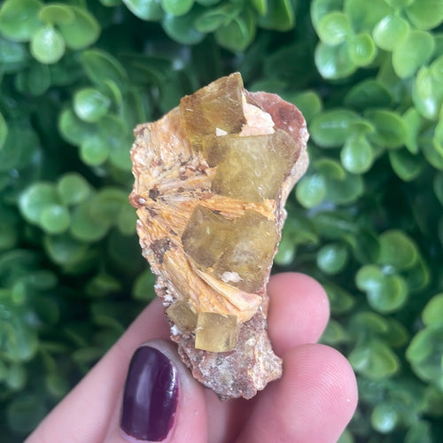 Cubic Yellow Fluorite