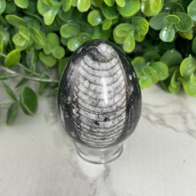 Load image into Gallery viewer, Orthoceras Egg