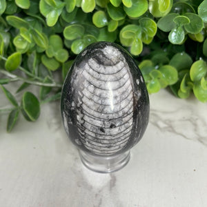Orthoceras Egg