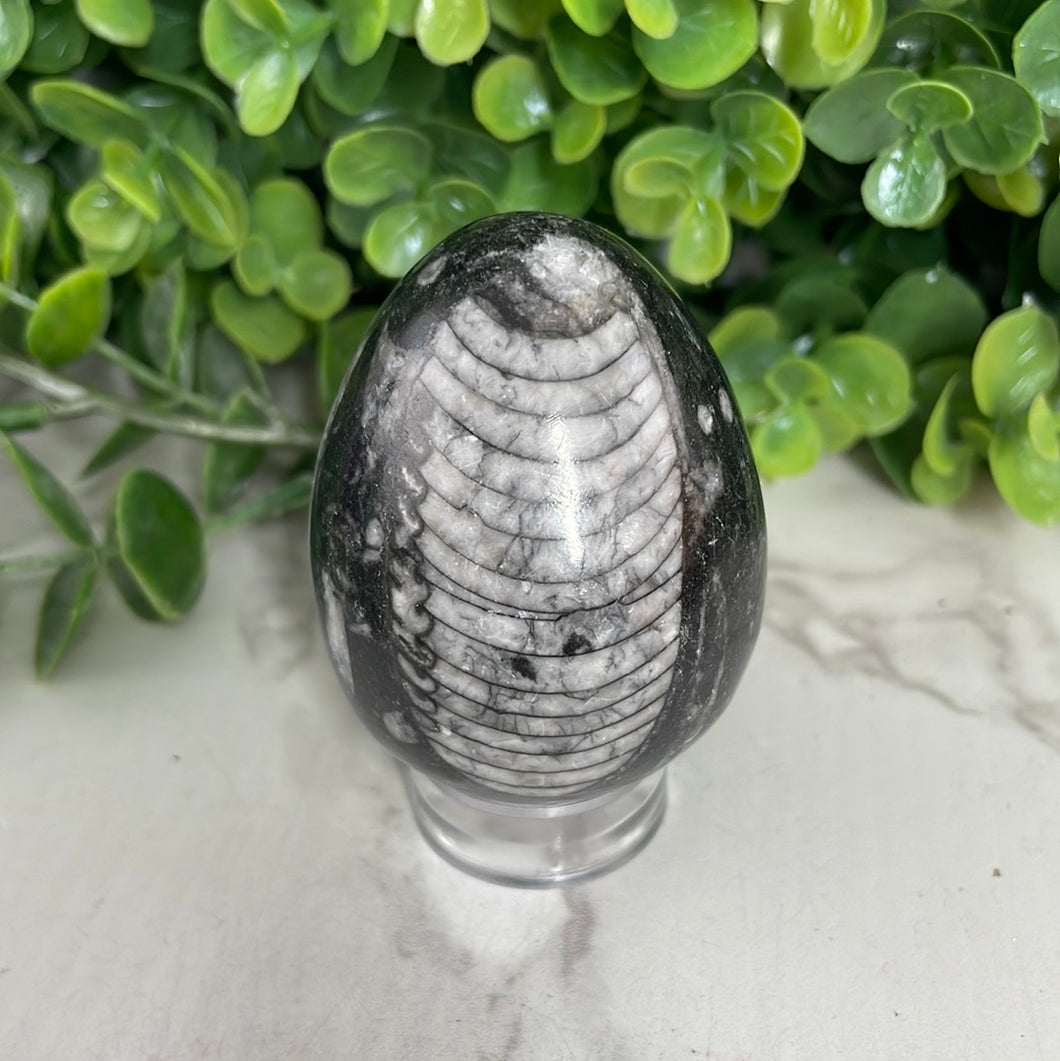 Orthoceras Egg