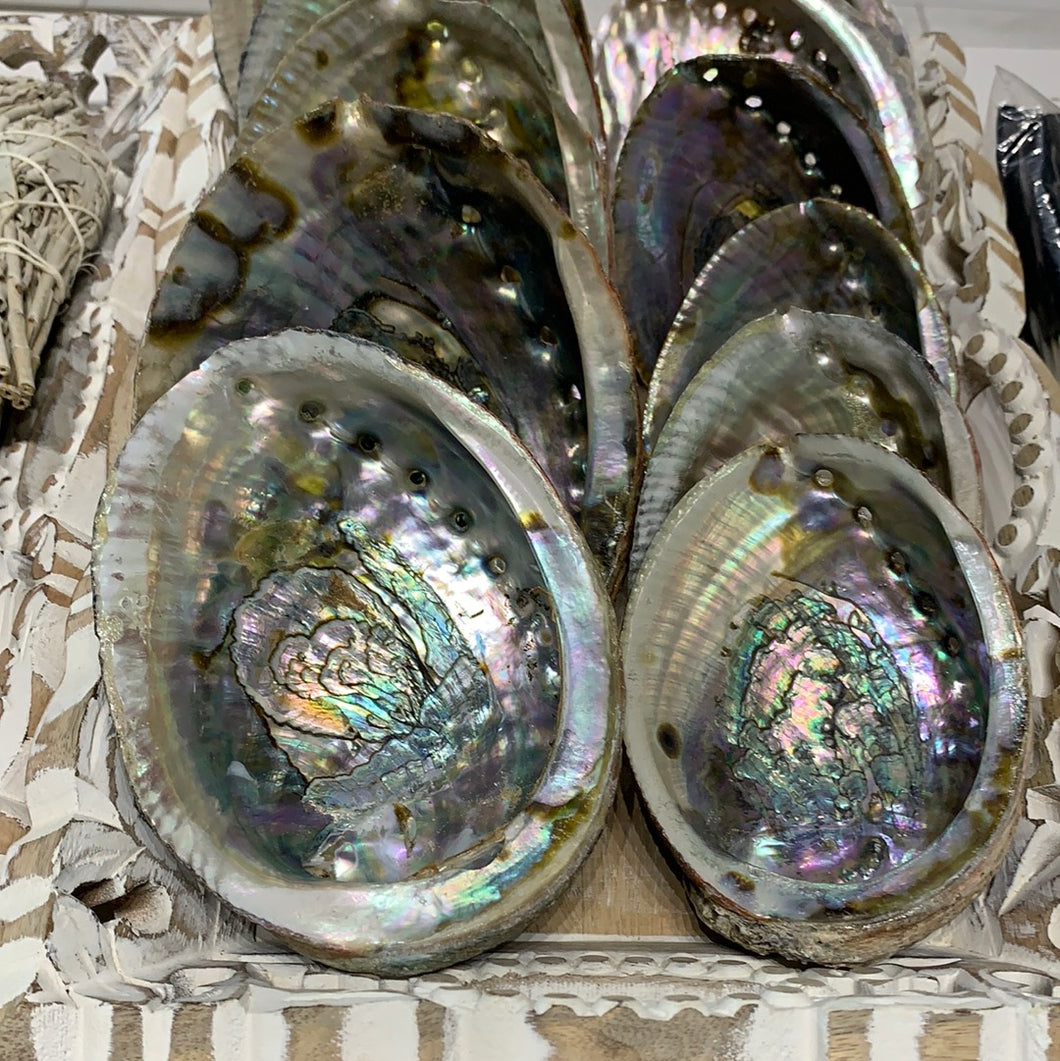 Abalone Shelli