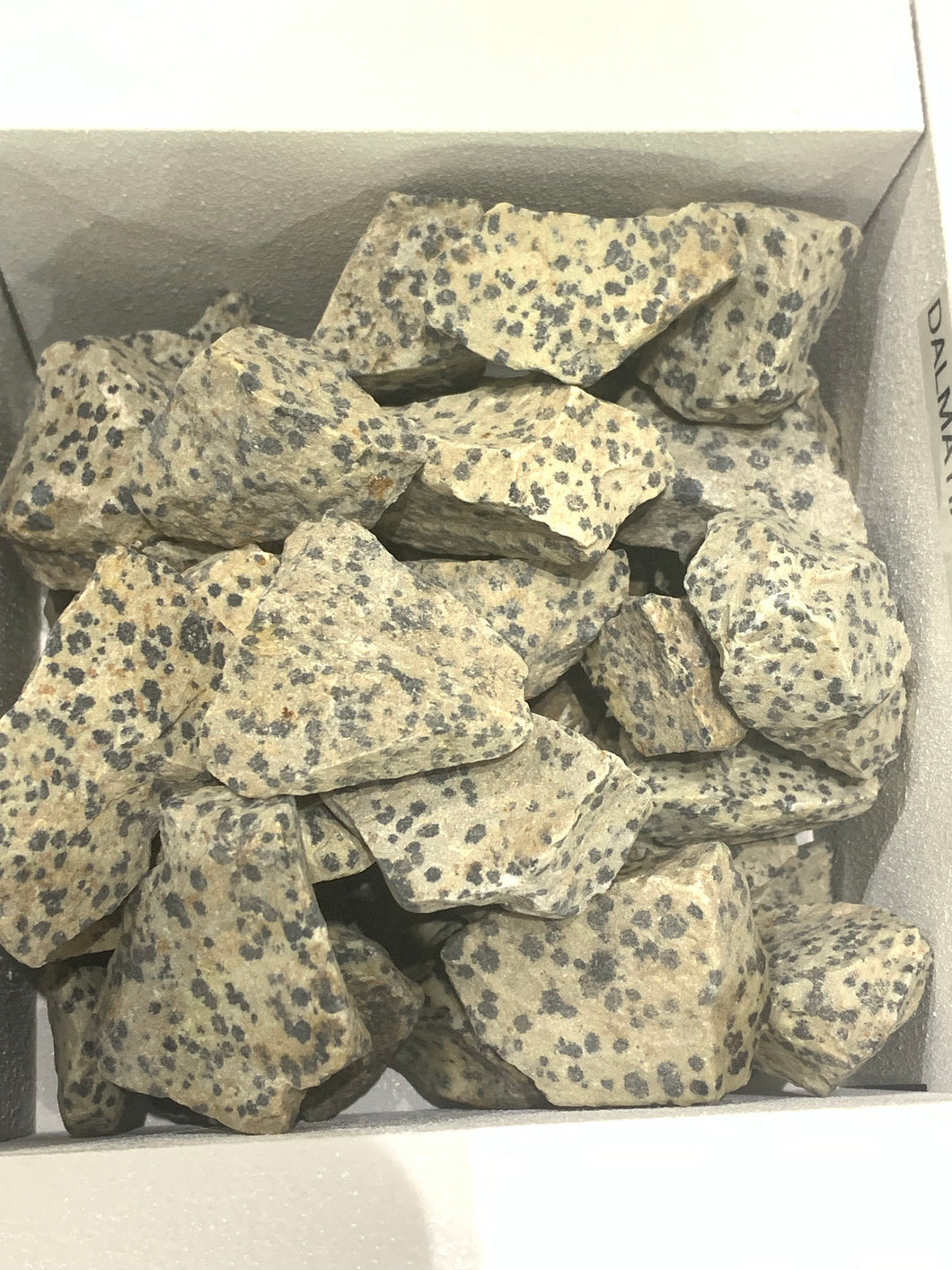 Rough Dalmatian Jasper