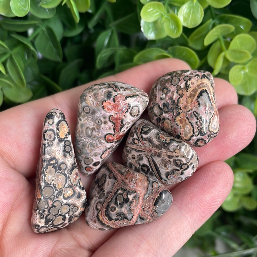 Tumbled Leopardskin