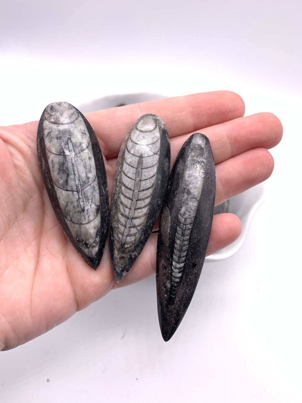 Orthoceras Fossil (1)