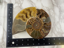 Load image into Gallery viewer, Fossil Ammonite Pair with Stand- AS IS CONDITION