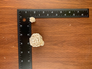 Desert Rose