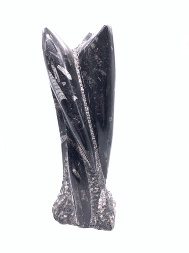 Standing Orthoceras in Matric