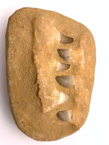 Shark Teeth in the Matrix