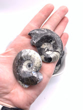Load image into Gallery viewer, Orthoceras Fossil (1)