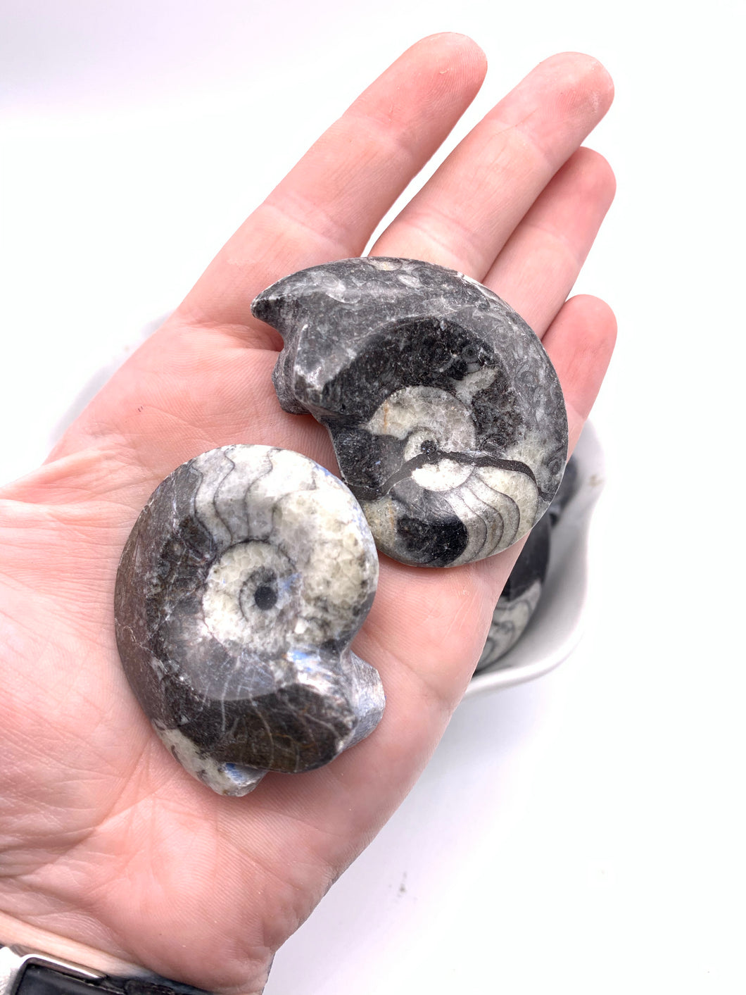 Orthoceras Fossil (1)