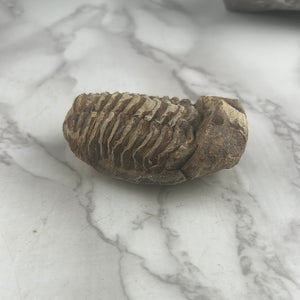 Trilobite