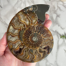 Load image into Gallery viewer, Ammonite Pair
