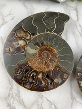Load image into Gallery viewer, Fossil Ammonite Pair