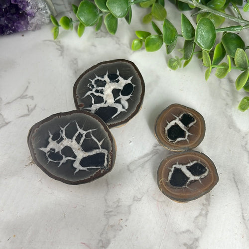 Septarian Nodule Pair
