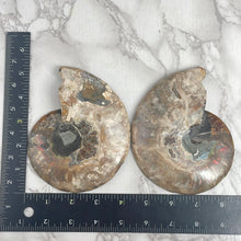 Load image into Gallery viewer, Ammonite Pair