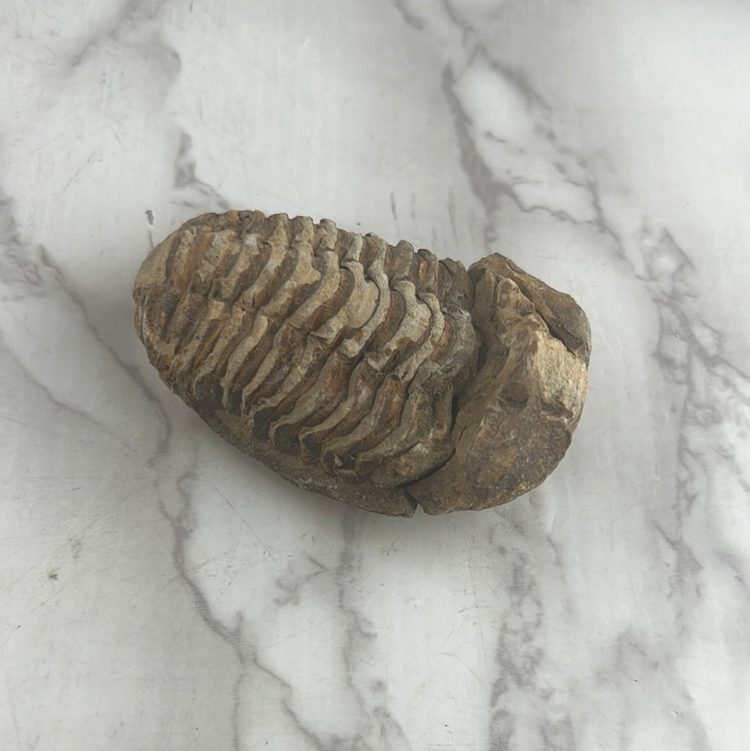 Trilobite