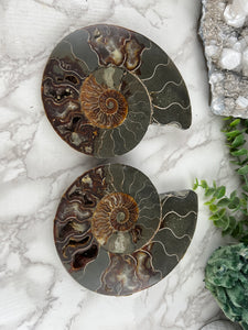Fossil Ammonite Pair